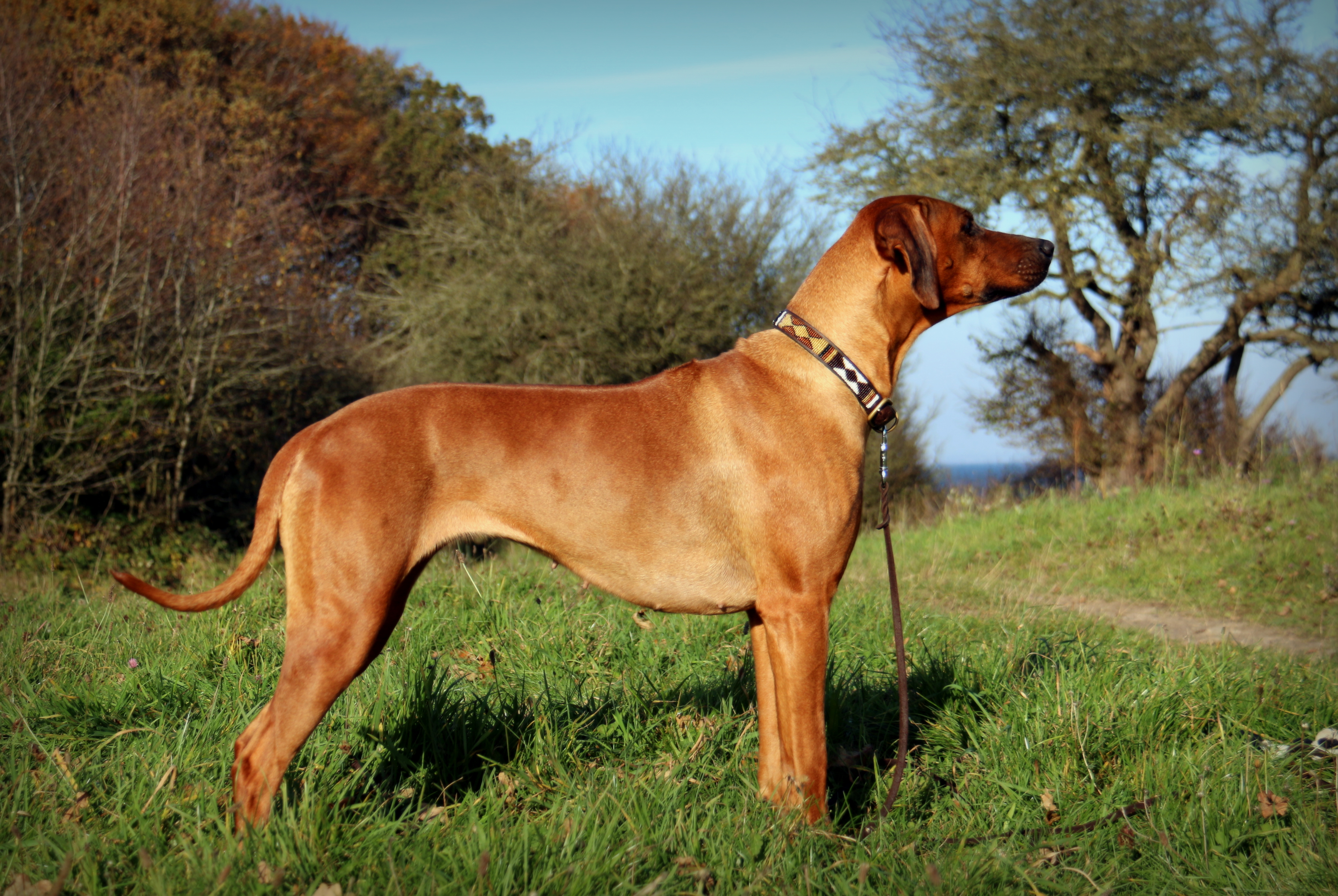 Kennel Lewanika – Rhodesian Ridgebacks siden 1992